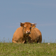A Limousin cow, but not that Limousin cow